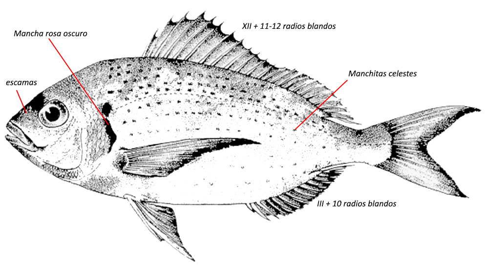 Pagellus bellottii_01.jpg